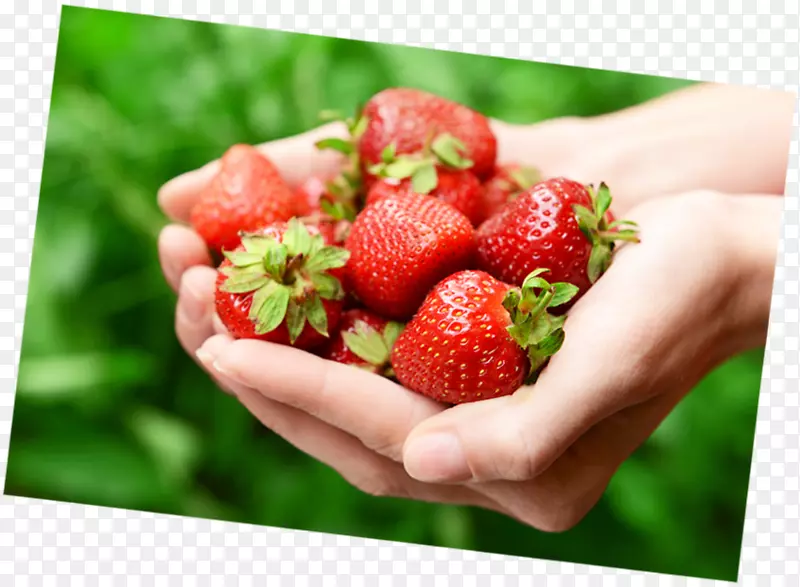 草莓奥格里斯食品土坯系统.草莓