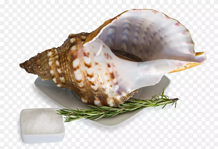 海蜗牛蛤贝类-海
