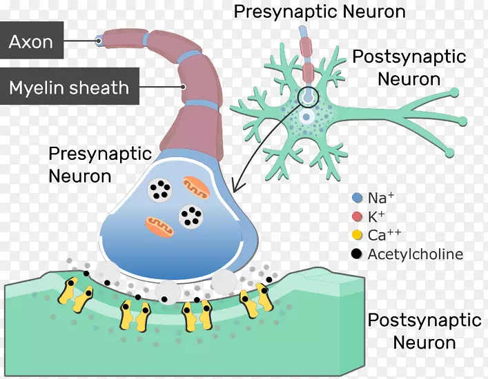神经递质突触胆碱能乙酰胆碱神经传递突触后电位
