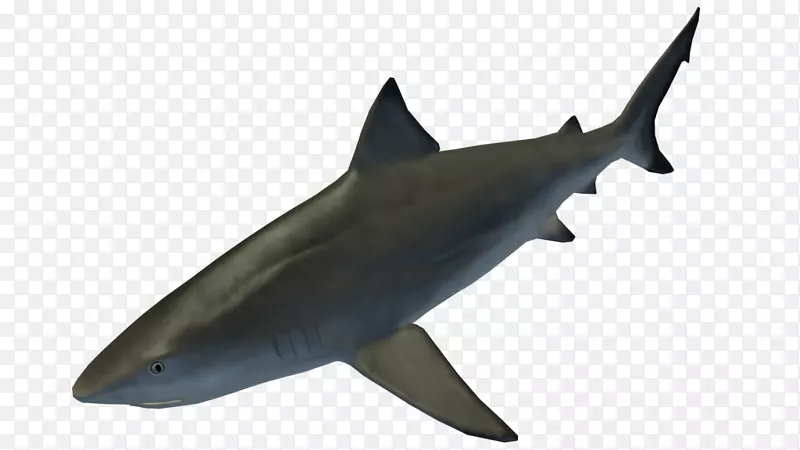鲨鱼鳞状鲨鱼海洋生物海洋动物群-动物