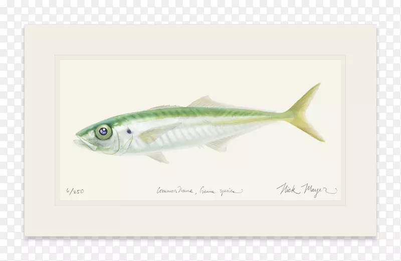 鲭鱼沙丁鱼-太平洋鲭鱼