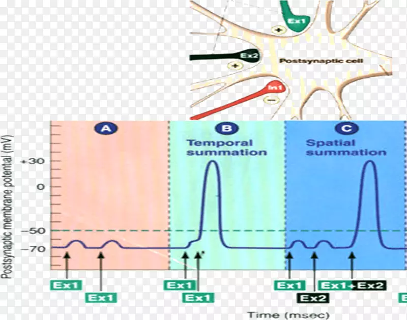 兴奋性突触后电位神经元膜电位突触后电位