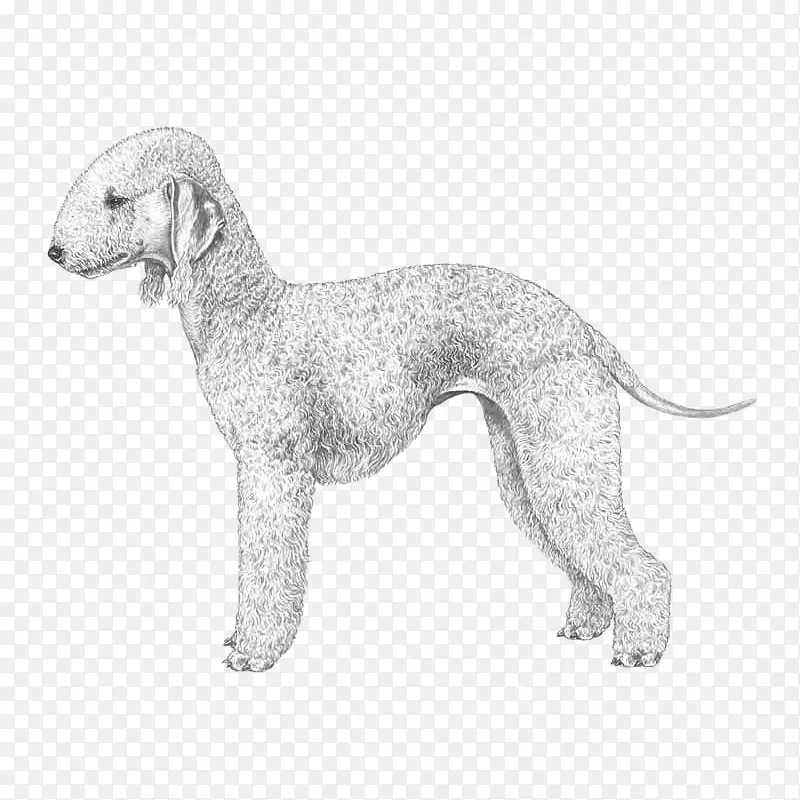 犬种：贝丁顿猎犬，意大利灰狗-小狗