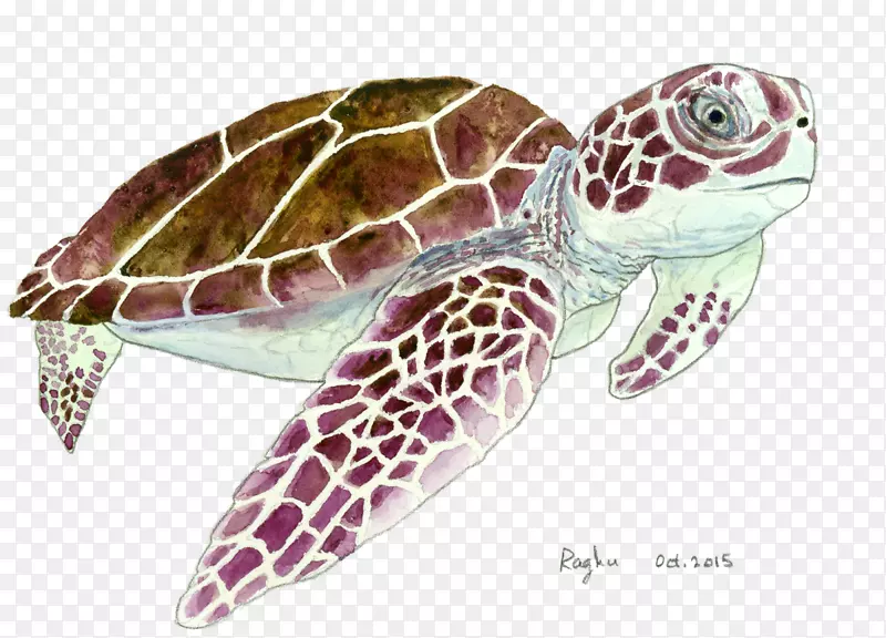 甲鱼海龟塘龟陆生动物海龟