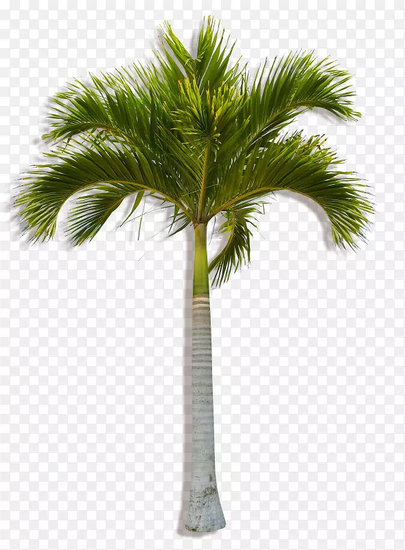 亚洲棕榈椰子槟榔科乔木-椰子