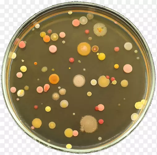 培养皿细菌琼脂平板营养菌落亚治疗抗生素在猪体内的应用