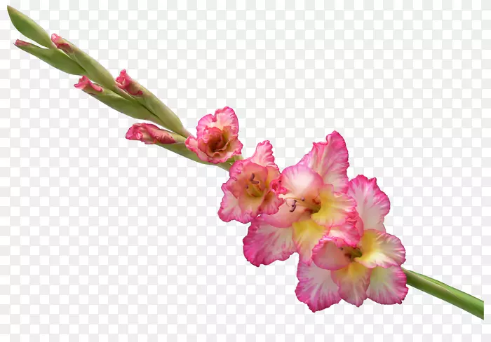切花，阿比西尼亚唐菖蒲花束剪裁艺术