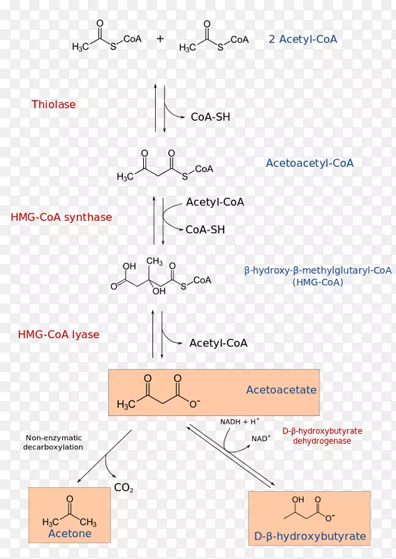 HMG-CoA-3-羟基-3-甲基戊二酰-CoA裂解酶酮体乙酰辅酶a-β羟基酸