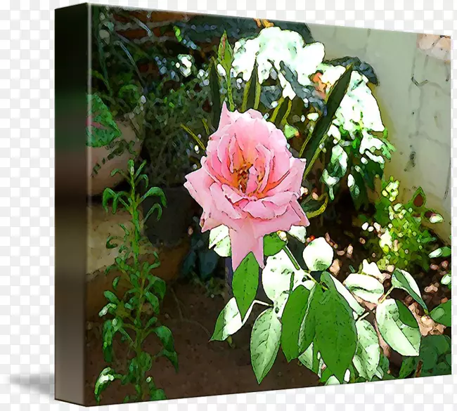 花卉设计花园粉红色m灌木-设计