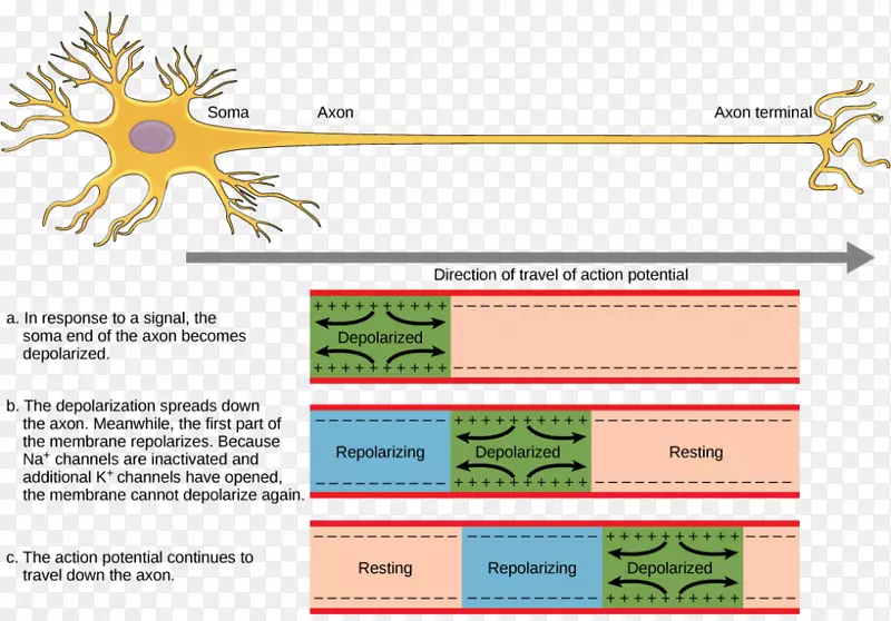 动作电位神经元神经系统神经传递静息电位
