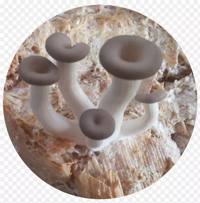 牡蛎菇侧耳