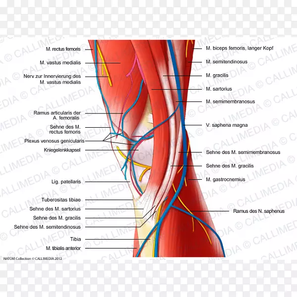 神经肌肉膝内侧损伤人体解剖