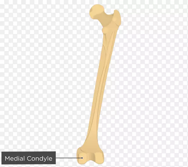 肱骨内上髁股骨内收肌结节-胫骨外侧髁