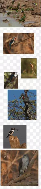 巴塔哥尼亚，赞比亚，复活节岛鸟，阿根廷-鸟
