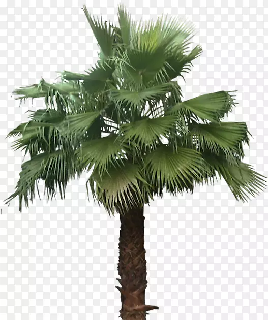 亚洲棕榈，墨西哥扇棕榈，槟榔科，巴萨树