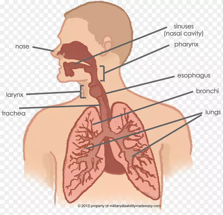 呼吸系统、肺、呼吸道、人体鼻腔-鼻
