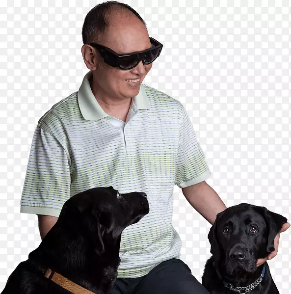 拉布拉多猎犬导盲犬伴犬品种-小狗