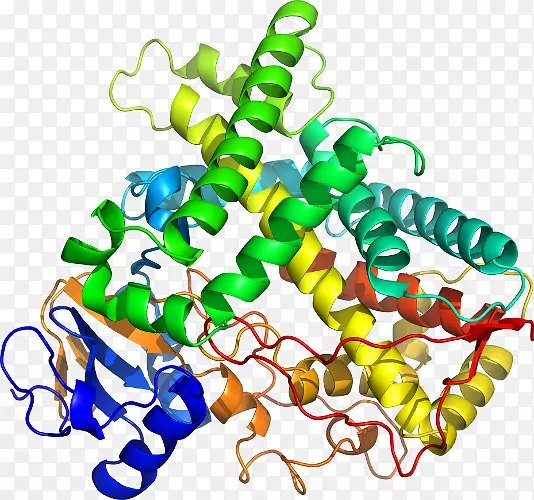 CYP1A2细胞色素P 450基因酶-β2微球蛋白