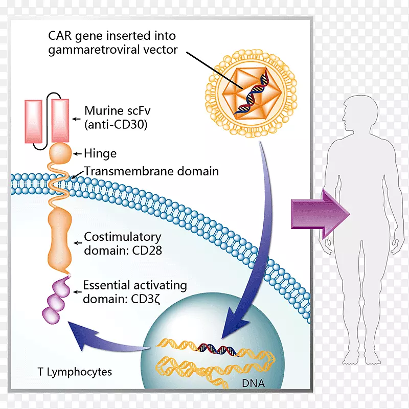 嵌合抗原受体-γ球蛋白治疗癌症