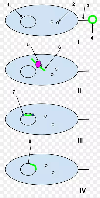 天然能力分子生物学细胞细菌DNA连接酶