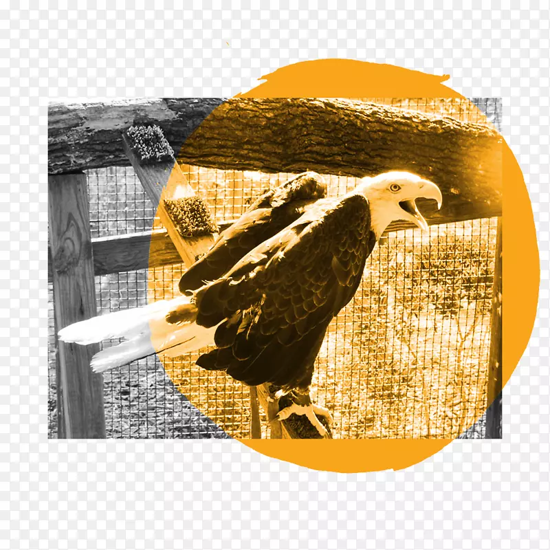 秃鹰猛禽图书馆新迦南自然中心鸟