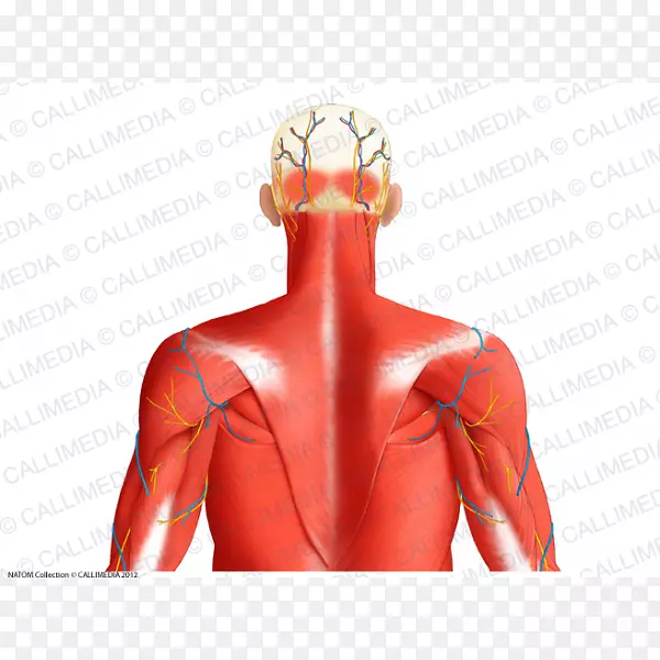 颈肌系统耳上肌后三角人体枕静脉