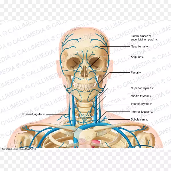 颈内静脉头颈解剖颞浅静脉