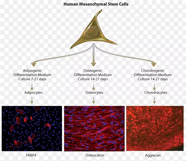 间充质干细胞间充质骨细胞-软骨细胞