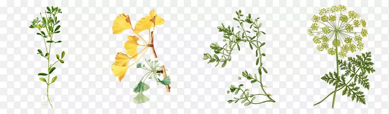 切花，植物茎，三种植物区系，雄蕊-马利诺夫斯基