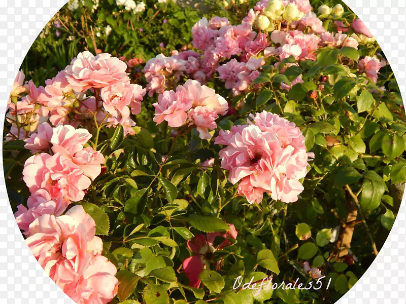 花卉花园玫瑰，甘蓝玫瑰，纪念玫瑰漫步者-玫瑰花