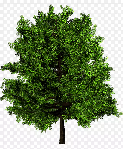 树木木材榆树小英国橡木纹理映射-树