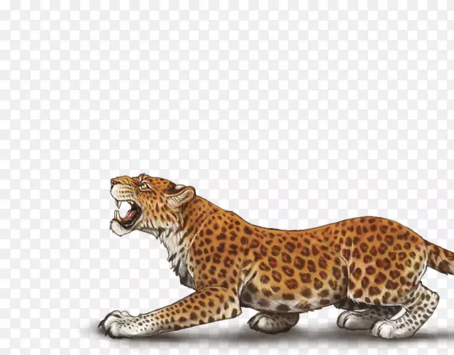 猎豹美洲豹陆生动物猎豹