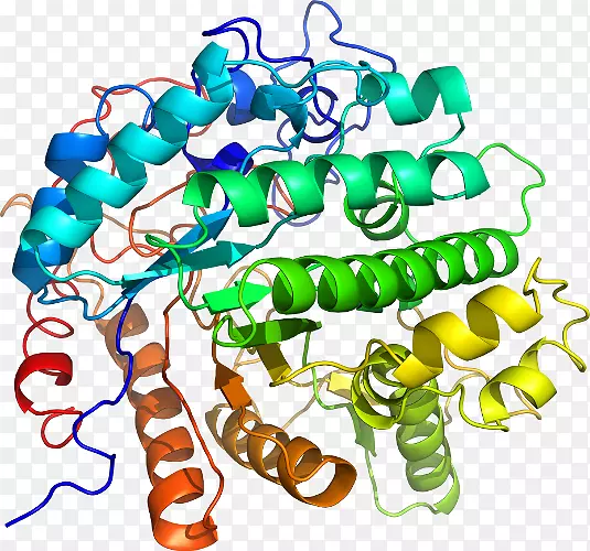酶蛋白多聚酶链反应细胞-变形链球菌