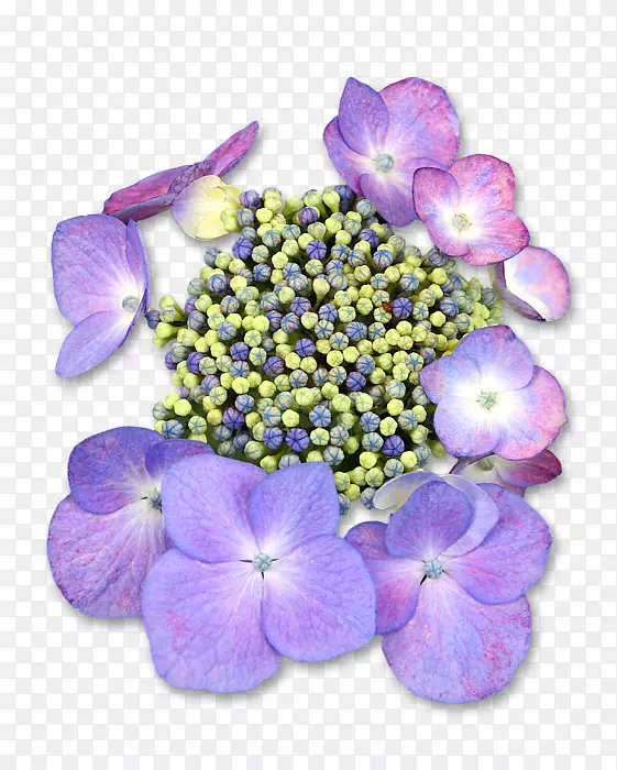 绣球花瓣一年生植物紫科美洲紫鸡