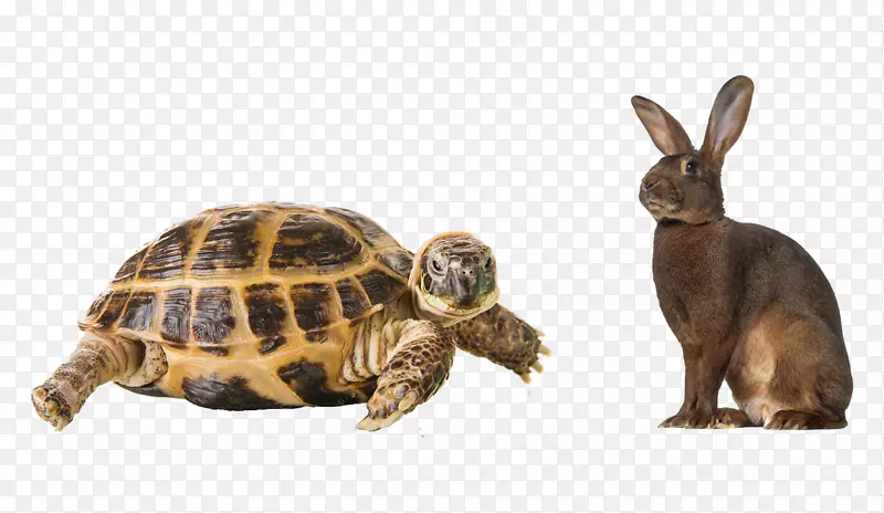 盒式海龟-海龟
