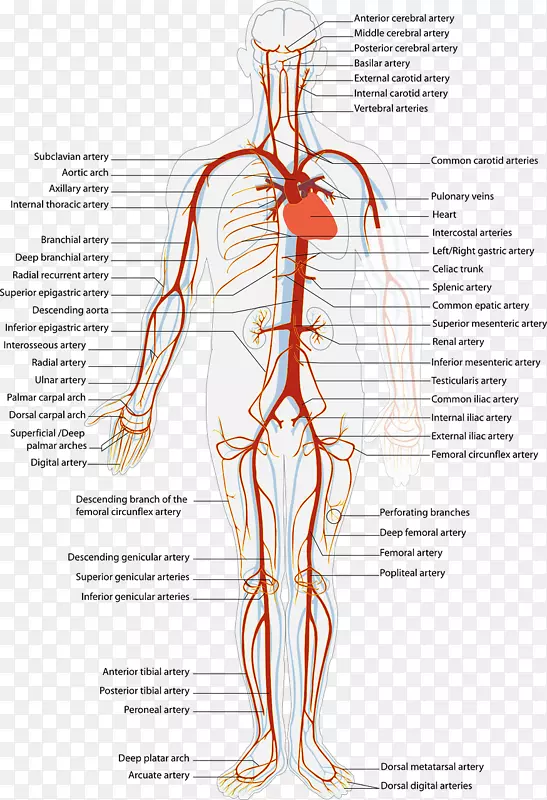 动脉和静脉循环系统动脉人体血液