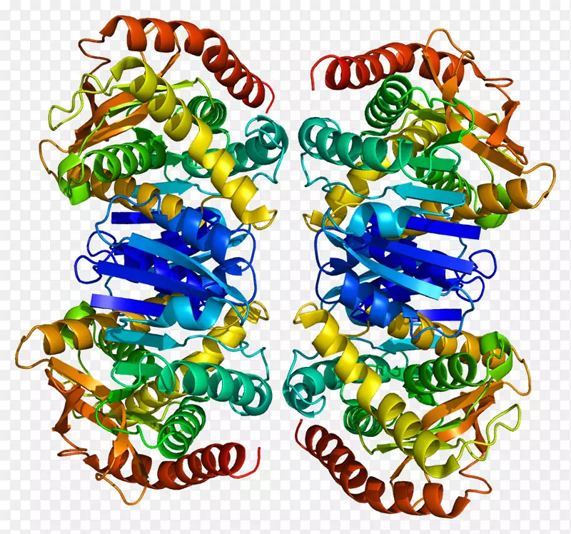 苹果酸脱氢酶2蛋白四元结构烟酰胺腺嘌呤二核苷酸线粒体基质