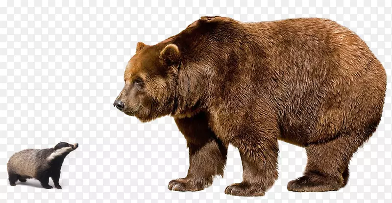 北极熊喜马拉雅棕熊灰熊欧亚棕熊科迪亚克熊北极熊