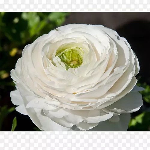 花卉花园玫瑰，卷心菜，玫瑰花，切花