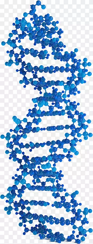 DNA遗传学DNA病毒核酸双螺旋-基因组DNA的分子模型