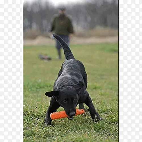 拉布拉多猎犬训练服从训练犬繁殖犬训练