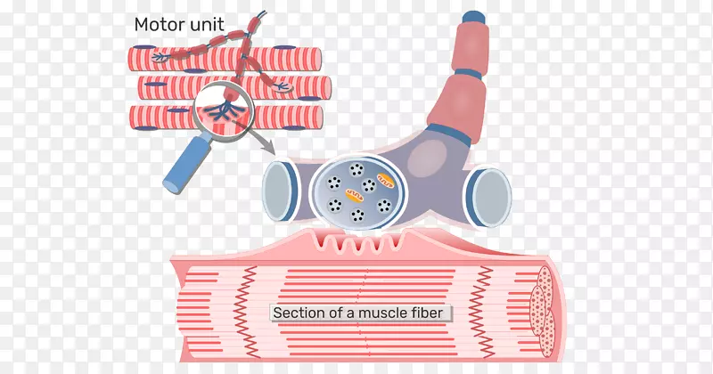 神经肌肉接头运动单位-骨骼肌轴突-心包