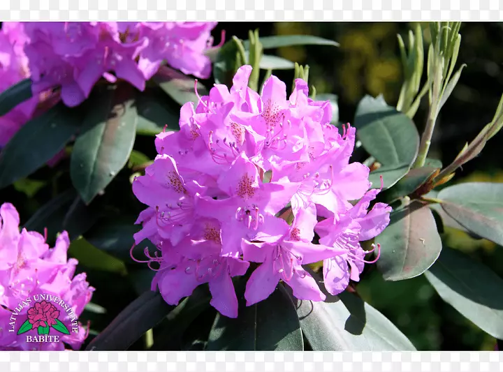 杜鹃花，粉红色m，一年生植物-紫花杜鹃
