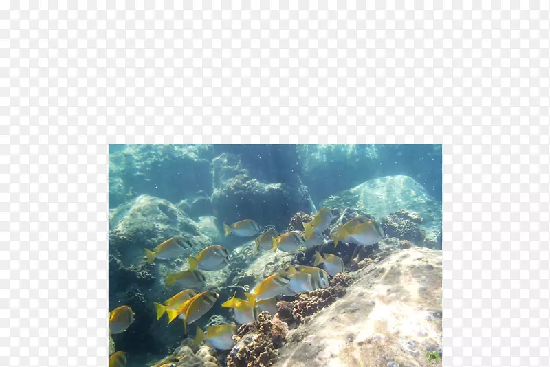 珊瑚礁鱼水下海水
