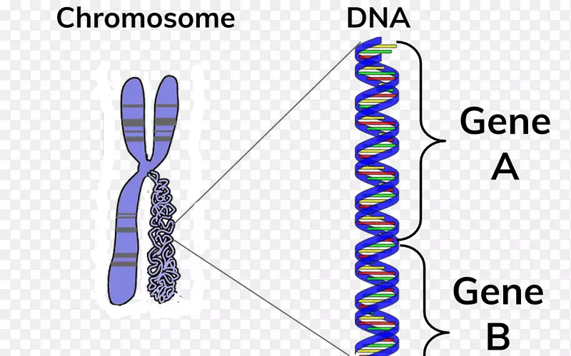 染色体dna基因bc双倍细胞周期调控