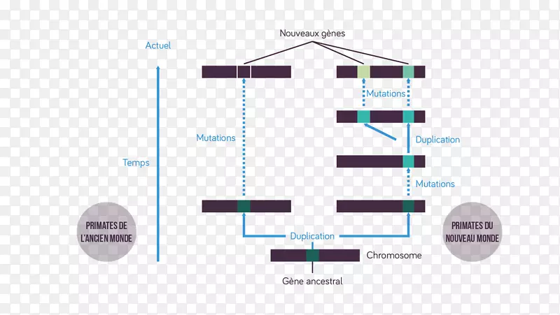 Gène祖基因复制视紫红质光