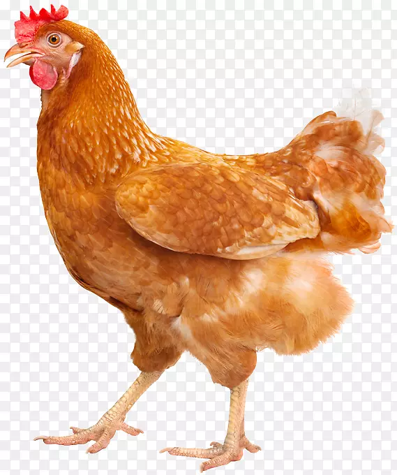 普利茅斯岩鸡丝绸母鸡养殖自由放养蛋