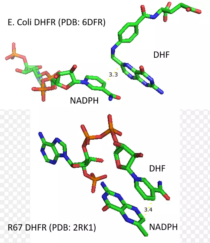 二氢叶酸还原酶动力学二氢叶酸甲氧苄啶-GroEL