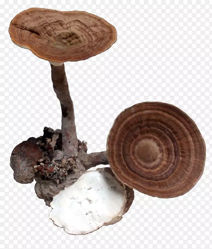 香菇药用真菌药蘑菇
