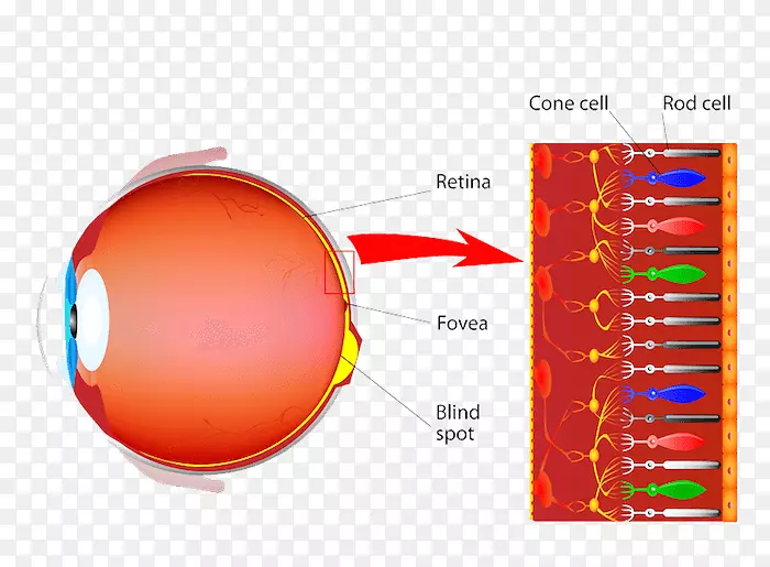 视锥细胞感光细胞棒细胞视网膜神经节细胞-眼